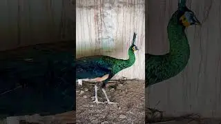 green java peacock | Green peafowl #peacock #shorts