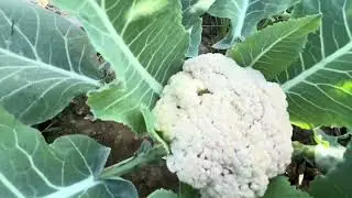 ✨Winter harvesting news and updates from my terrace garden 🥬🌶️#gardenideas #harvesting #relaxing