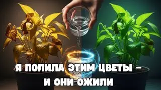 ДОРОГИЕ УДОБРЕНИЯ БОЛЬШЕ НЕ НУЖНЫ!ЭТА КОПЕЕЧНАЯ ПОДКОРМКА СПОСОБНА РЕАНИМИРОВАТЬ РАСТЕНИЕ ЗА 1 ДЕНЬ!