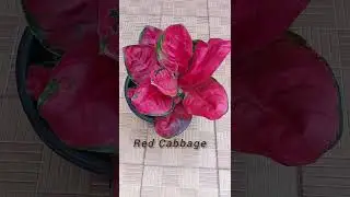 Plants Kerala # Aglaonema # Plants with Green And Red, Clam And Haapy🍀