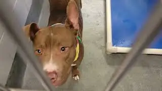 acs A662032