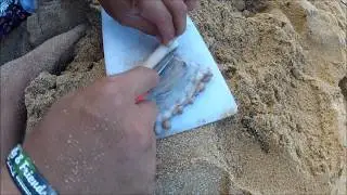 How to skin old tako.