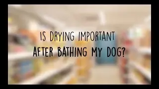 Is drying important after bathing your dog?