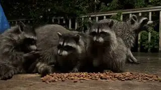 Raccoon Family 🦝 Mother and her Four Kits Close Up