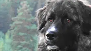 Leonberger Pyrenean Mastiff mix & Estrela Mountain Dog Pyrenean Mastiff mix chasing wildlife