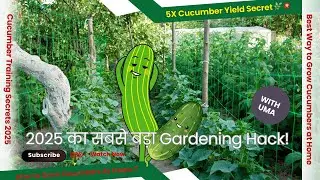 🌿 How to Grow Cucumbers At Home | Cucumber Training Secrets 2025 | Plants @plantgrowtech