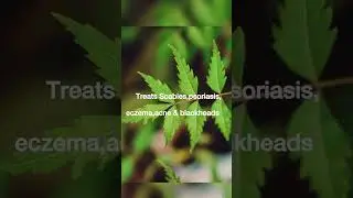 Neem leaves! Helps in treating Scabies.  #herbal #nutrition #benefits #remedies #scabies #neem