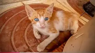 Poor mother cat dreams of food and wakes up happy to see me with her cute little one.