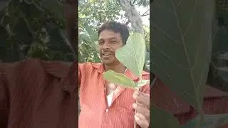 tella modhuga chettu