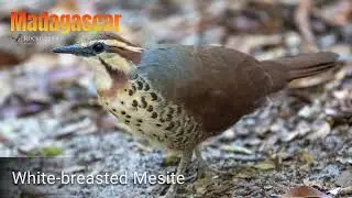 Madagascar with Rockjumper!