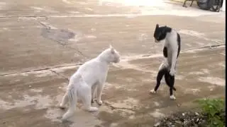 smooth cat