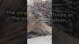 Echidna Facts You Won't Believe! 🤯🐾 Four Heads!#brainup#EchidnaFacts #WildlifeWonders#AmazingAnimals
