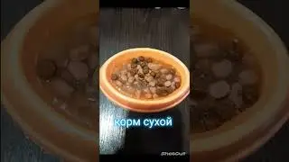 кошачье собачье  мороженое🐱🐶🍦/ рецепт/