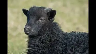 Mike Feezy-Black Sheep (Prod. Ben Maker) [2018]