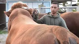 Review Sapi Limosin 30 Jutaan Full Daging Pasar Wage Plaosan 