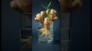 Ginger Regrowth Timelapse in Water | Real Root & Shoot Growth Macro 4K #ginger #healthtips