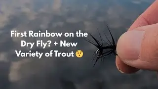 Dry Fly Fishing for Trout at Bigland (Otter Tarn) - Lake District, UK