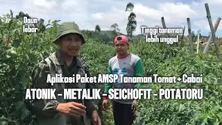 APLIKASI PAKET AMSP PADA TANAMAN CABAI DAN TOMAT : TANAMAN SEHAT, LEBIH TINGGI DAN BERDAUN LEBAR