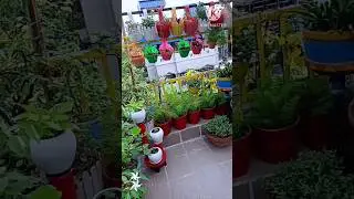 Old is gold song...#latamangeshkarsongs #ytshorts #viral #shortsvideo ... Mousumi Mondal ❤️