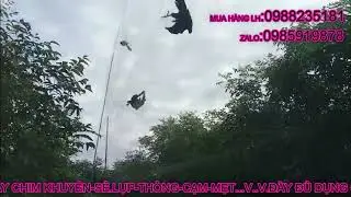 BẪY CHIM TU H&Uacute; TH&Aacute;NG 8-2023.VỠ TRẬN D&Iacute;NH QU&Aacute; NHIỀU(VIDEOS KH TRẢ SHOP).