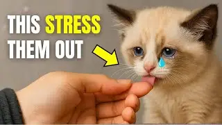 10 Things You Do That Secretly Stress Your Cat Out Every Day