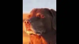 Dog sitting in sunset Meme (🐌Slowed) (⏰ 3 Hours) (🎵With relaxed (slowed))