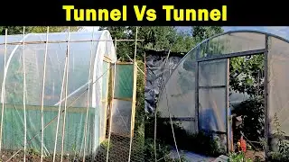 Tunnel Vs Tunnel | Outstanding Growth | Grape Shanking | Fruit Set Solved | Green Side Up