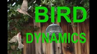 Bird Dynamics - Fast Shutter Photography
