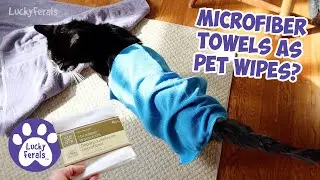 Microfiber Towels As Pet Wipes??? 😻 Ditto The Model 😻 Lucky Ferals S5 E15
