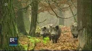Wildschweinplage: Sind Lebendfallen die L&ouml;sung? BR Abendschau