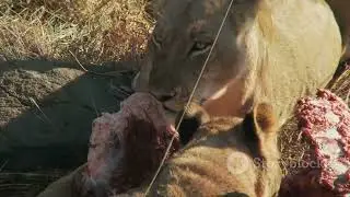 Security Cam Dog Saves Owner From Lion! #trending #trend #closecall