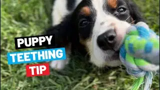 Why Does My Puppy&rsquo;s Breath Smell So Bad?