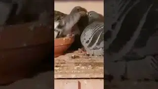 moeder die jonge duifjes eten geeft