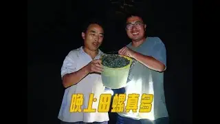 夏天山区的晚上真热闹，冬宝轻松捡一桶田螺，和泡椒小炒，真下饭 #新农人计划2025 #我的乡村生活 #户外抓鱼摸虾 #体验原生态美食的乐趣 #农村美食