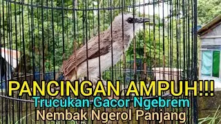 Suara Pancingan Trucukan Gacor Ngebrem Panjang! Trucukanmu Pasti Langsung Nyaut
