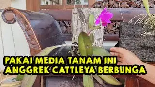 Saya Coba 2 Media Tanam untuk Anggrek Cattleya dan Ini Hasilnya !