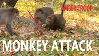 BREAK HEART NEWBORN QUINTON TRY HUG MOM QUEEN SO HARD WHEN ATTACK WITH LOKI HELP BY DAISY |