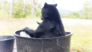 SPLASH does SPLASH Then Steals the Yellow Egg