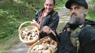 Boletaire Furiós - 16 de Setembre  de 2025 ceps pel Ripollès (Boletus edulis)