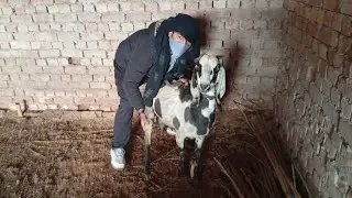 OMG 😳 Today Again Goat Playing in Dark Room 😂😂