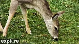 Deer Grazing in Pasture - Peaceful Video