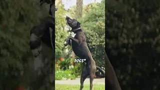 Why Pitbulls are Misunderstood