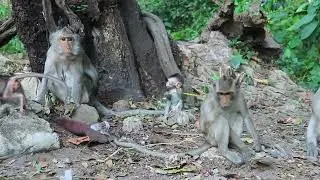 Teresa and Jade Sit Look after Her Bb and Little Playing on Tree in Late Evening /DA-M.190