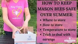 HOW TO PROTECT and STORE MASON BEES OVER SUMMER?