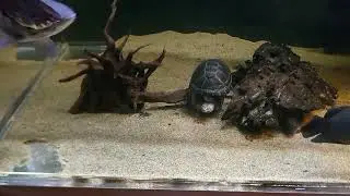 【No.734】オカバンゴハコヨコクビガメ(Pelusios bechuanicus)、ウペンバハコヨコクビガメ(Pelsios upembae)