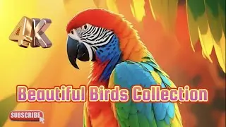Beautiful Birds Collection