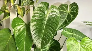 Aroid Time-lapse | Ep.45 Anthurium Veitchii Unfurled New Leaf | 23 Days