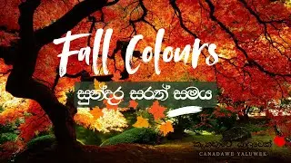 Fall Colours |  Autumn | සුන්දර සරත් සමය | Canadawe Yaluwek | Canada Sinhala vlogs
