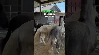 The Hidden Dangers of Overworking Young Horses