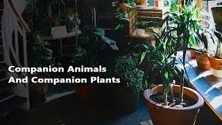 Animal Communication Basics : Companion Animals & Companion Plants